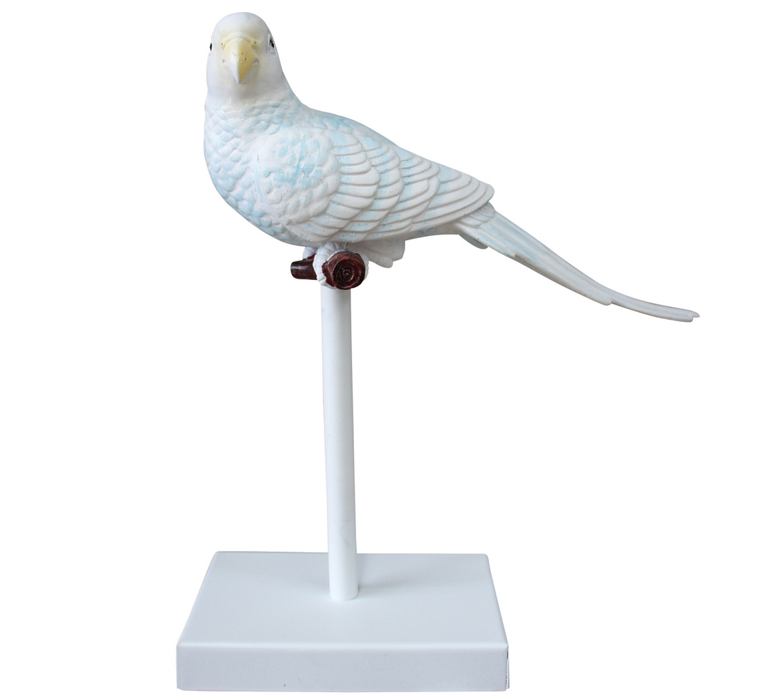 White and Soft Blue Parrot on Perch